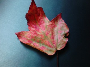 Autumn Leaf